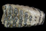Partial Southern Mammoth Molar - Hungary #123663-1